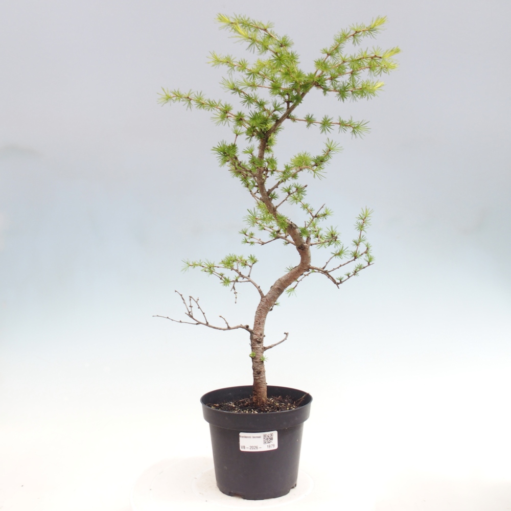 Bonsai für draußen -Larix decidua - Lärche