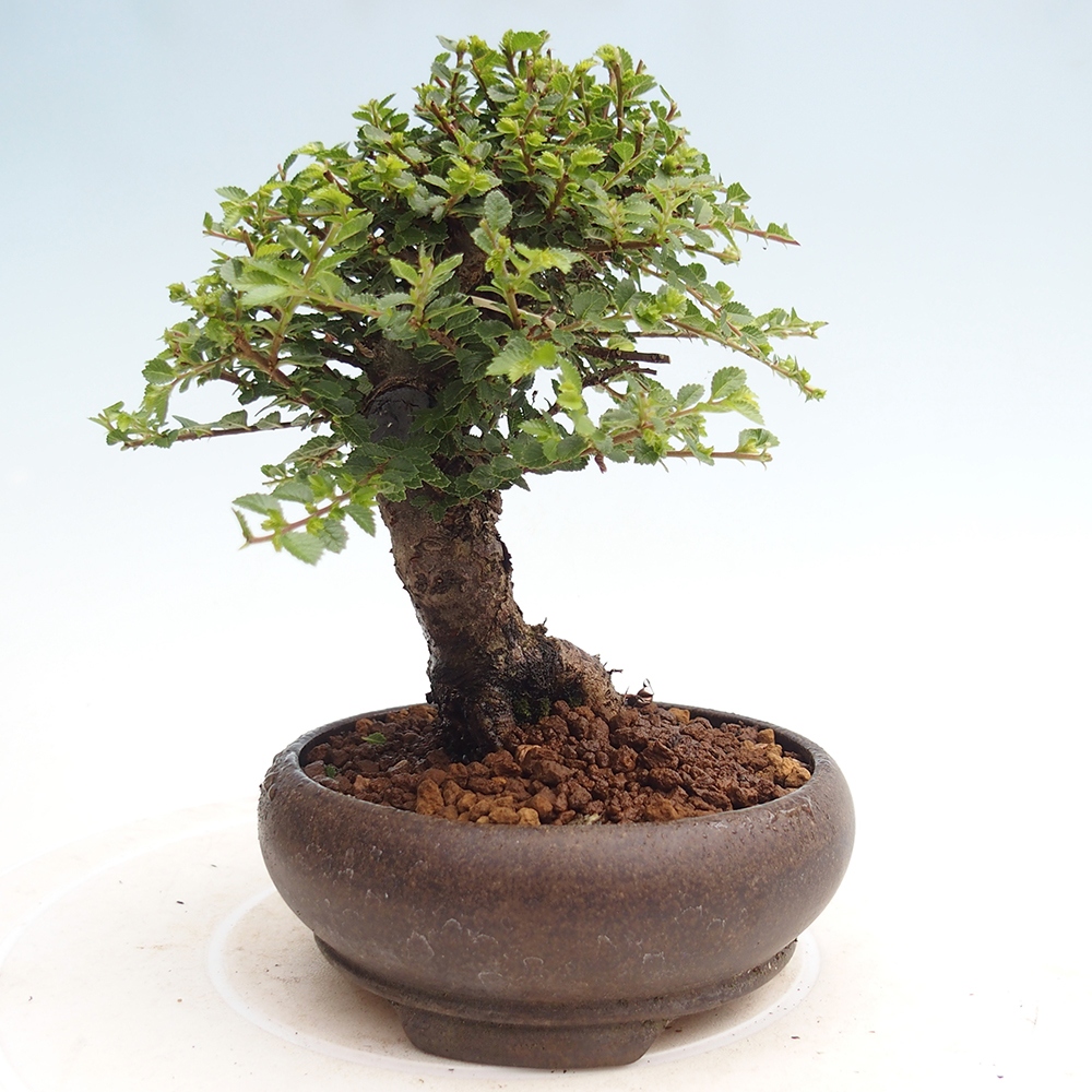 Bonsai im Freien - Ulmus parvifolia Hokkaido - Chinesische Ulme