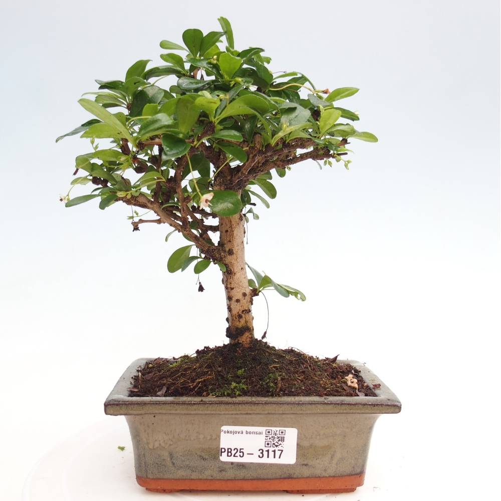 Zimmerbonsai - Carmona Macrophylla - Fuki-Tee