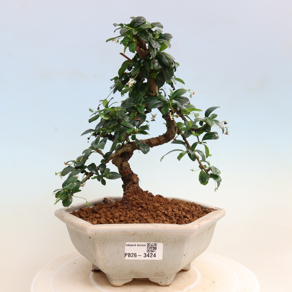 Zimmer-Bonsai - Carmona macrophylla - Tee-Fuki