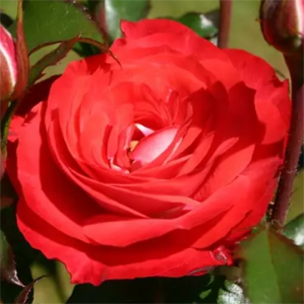 Freilandbonsai - Rosa Kordes -  Rose