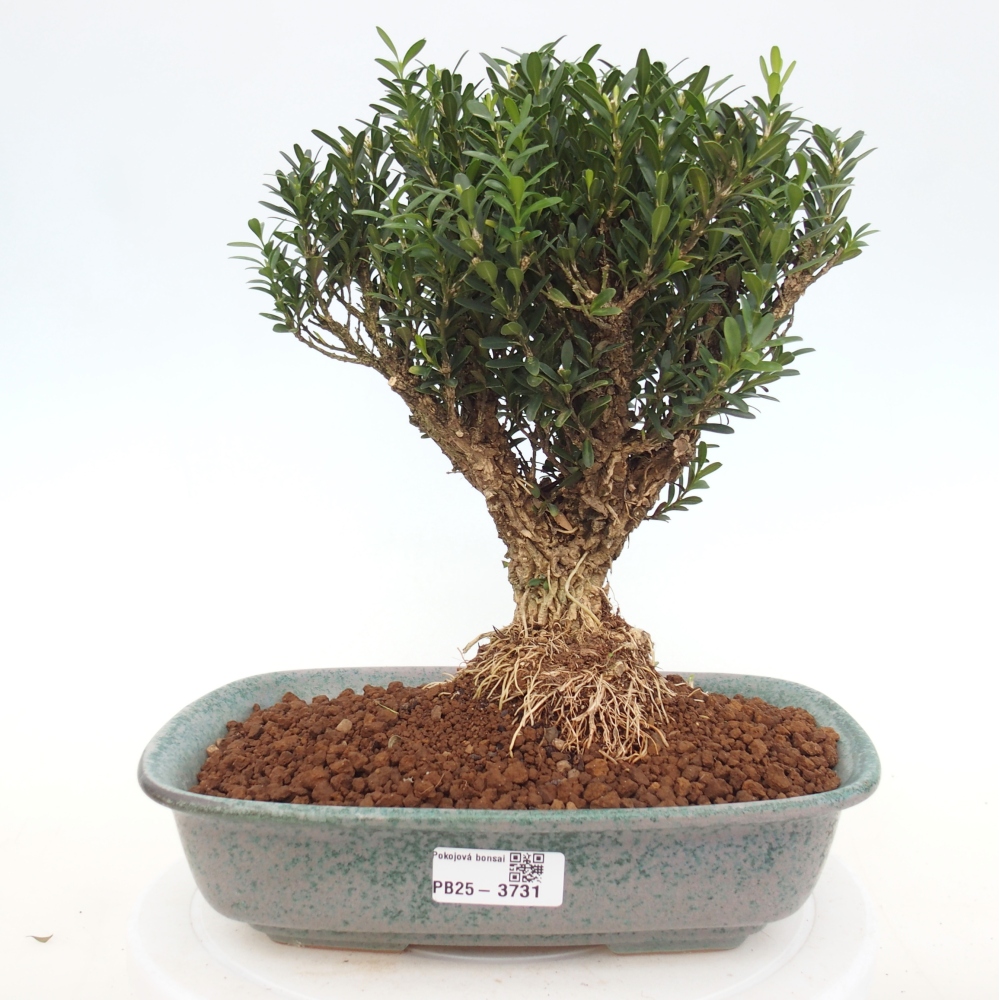 Zimmer Bonsai - Buxus harlandii - Korkbuxus