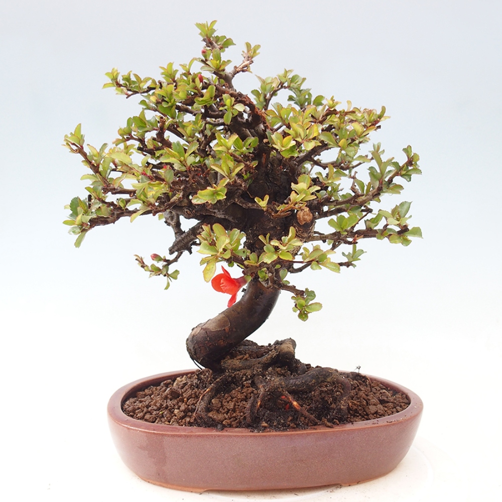 Bonsai für draußen - Chaneomeles speciosa - Quitte