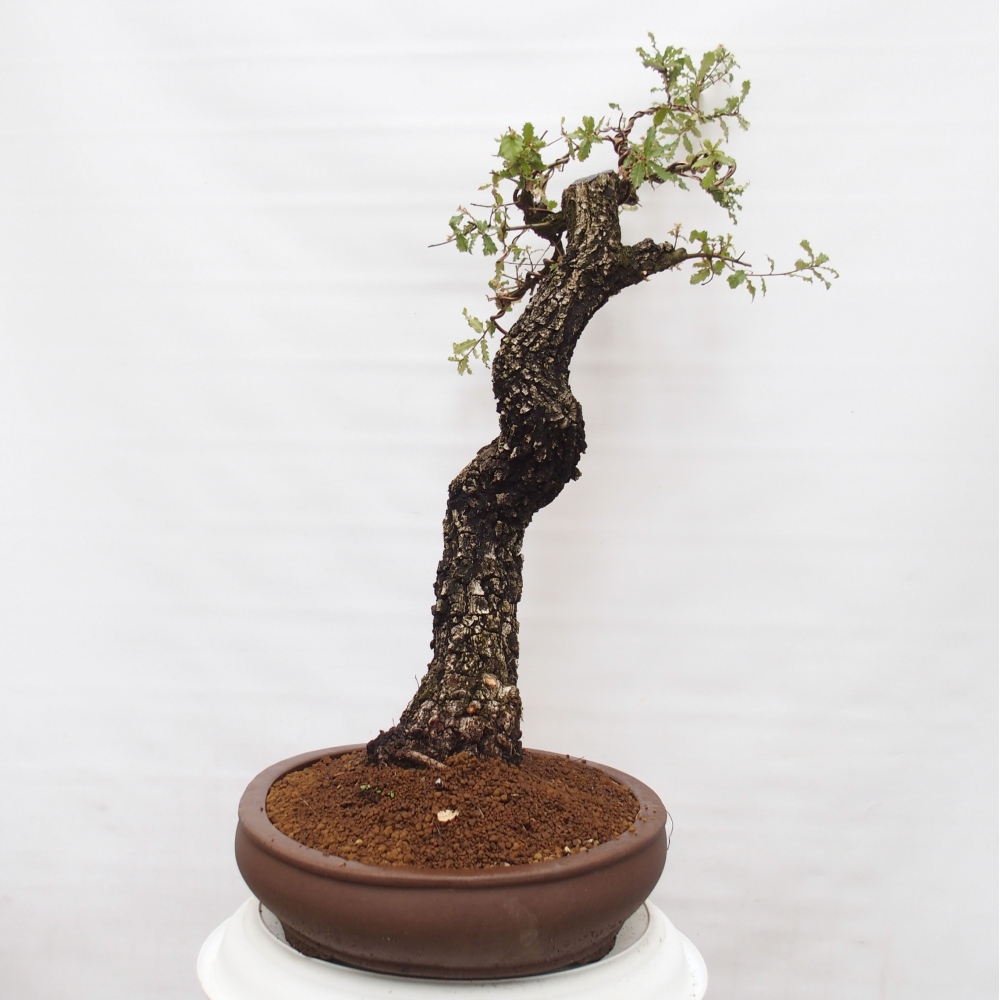 Yamadori - Quercus Ilex - Steineiche
