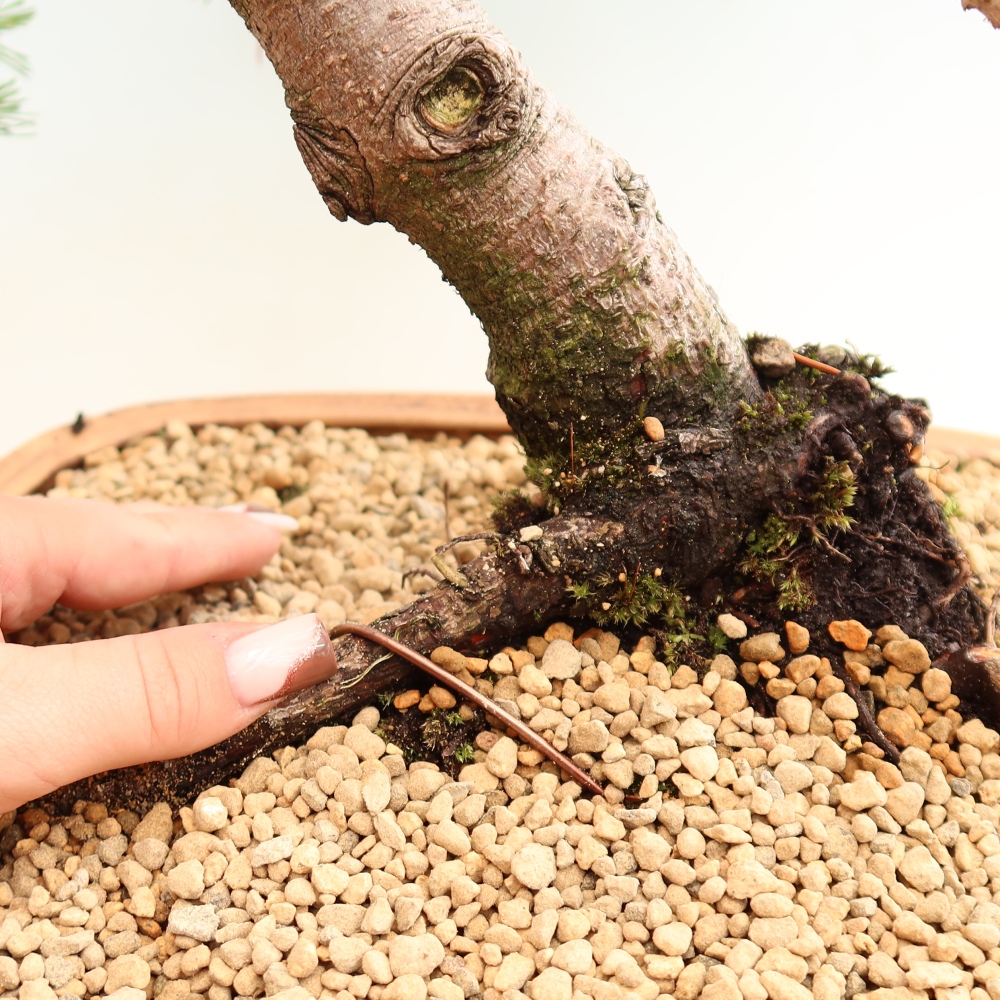 Bonsai für den Außenbereich – Pinus mugo Humpy – Zwergkiefer