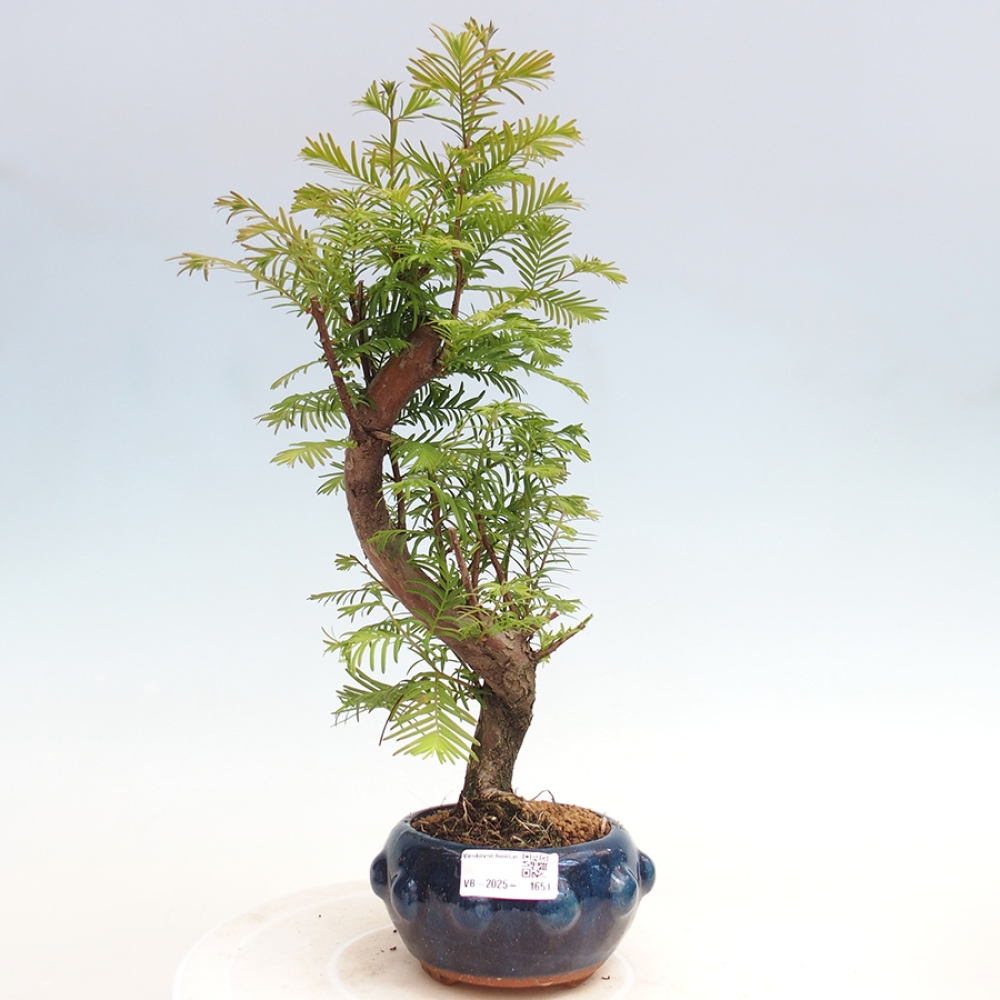 Bonsai im Freien - Metasequoia glyptostroboides - Chinesischer Metasequoia