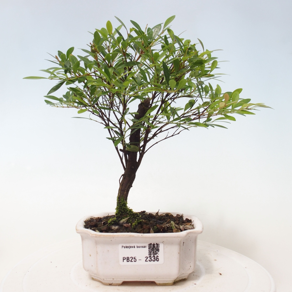 Zimmer Bonsai - Syzygium - Pimentovník