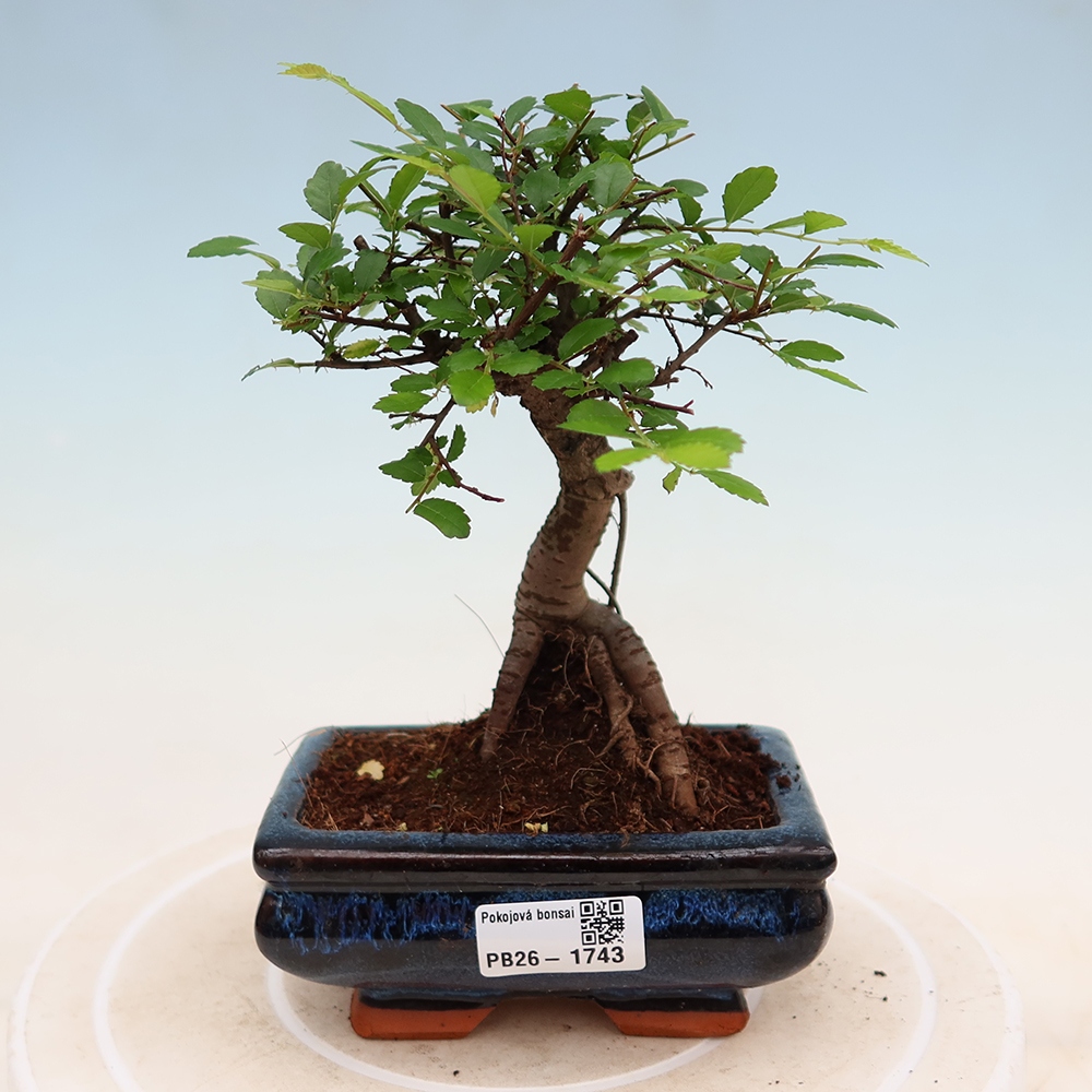 Zimmerbonsai - Ulmus parvifolia - Kleinblättrige Ulme