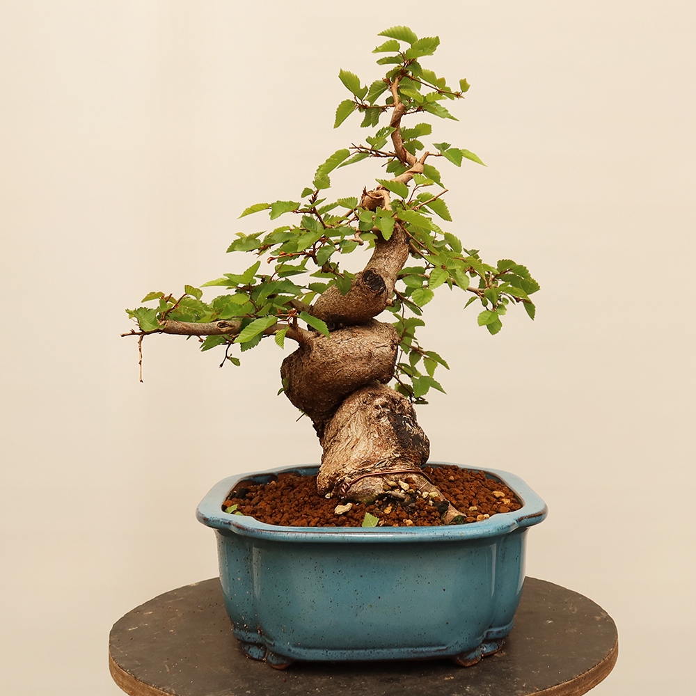 Bonsai im Freien - Carpinus Coreana - Koreanische Hainbuche