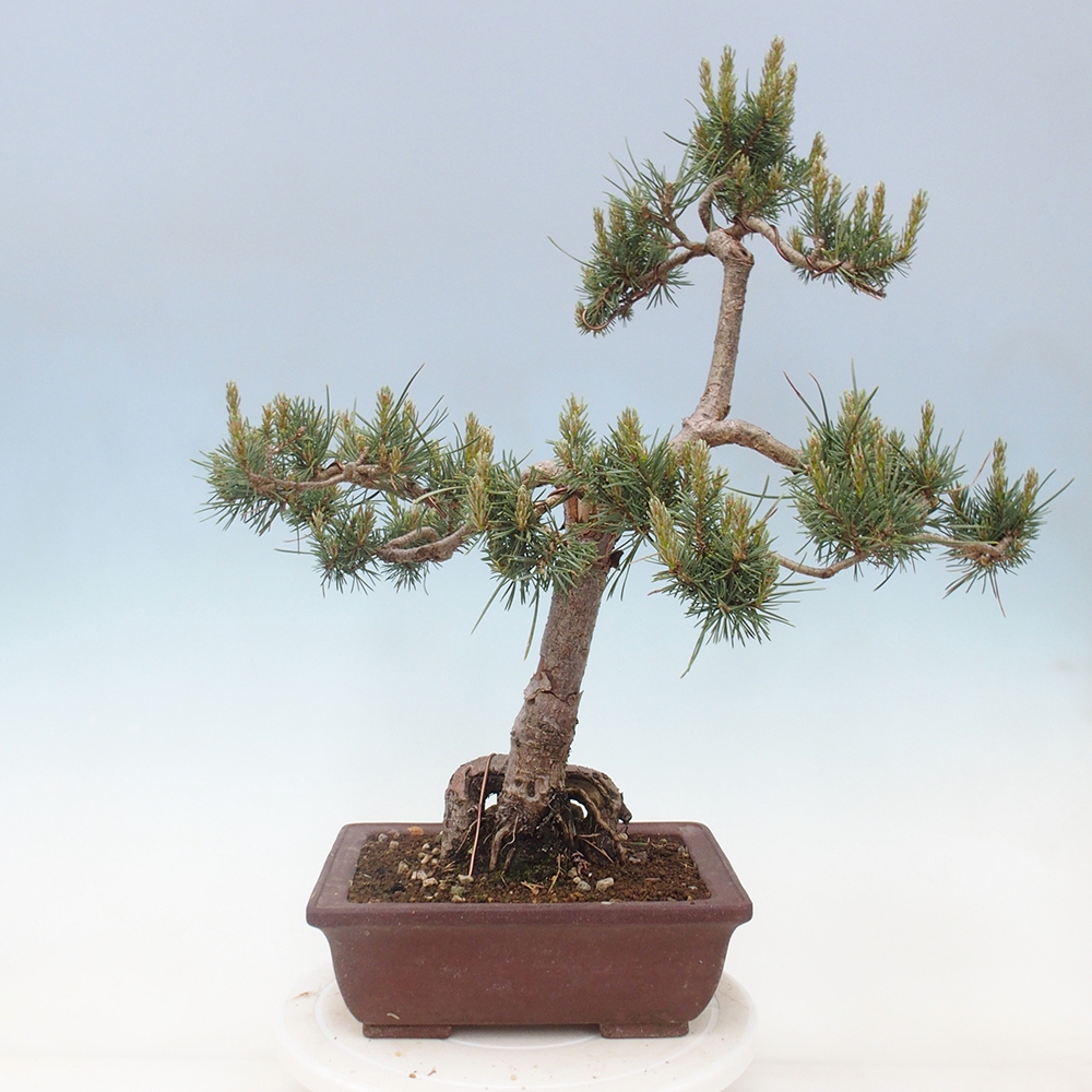 Bonsai im Freien - Pinus Sylvestris - Waldkiefer