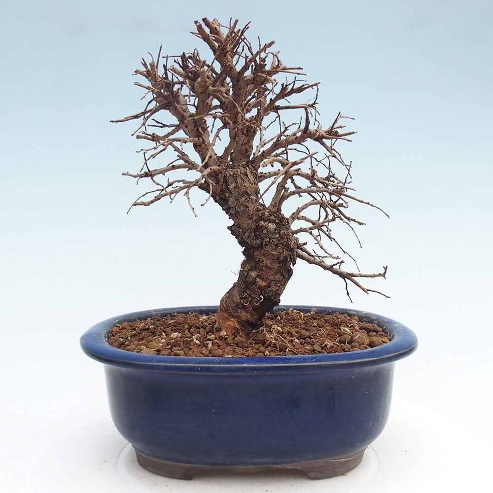 Bonsai für draußen - Zelkova - Zelkova NIRE