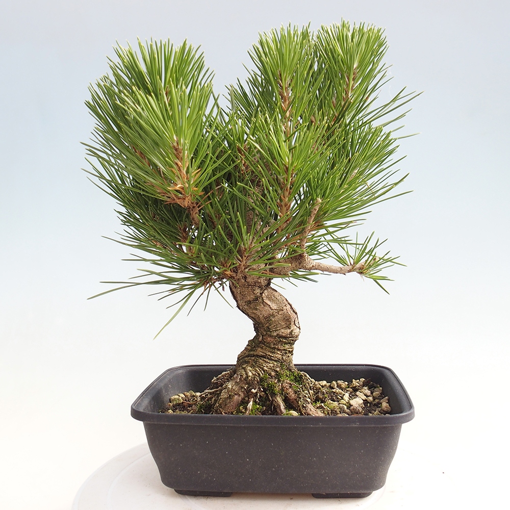 Bonsai für draußen - Pinus thunbergii - Thunberg-Kiefer
