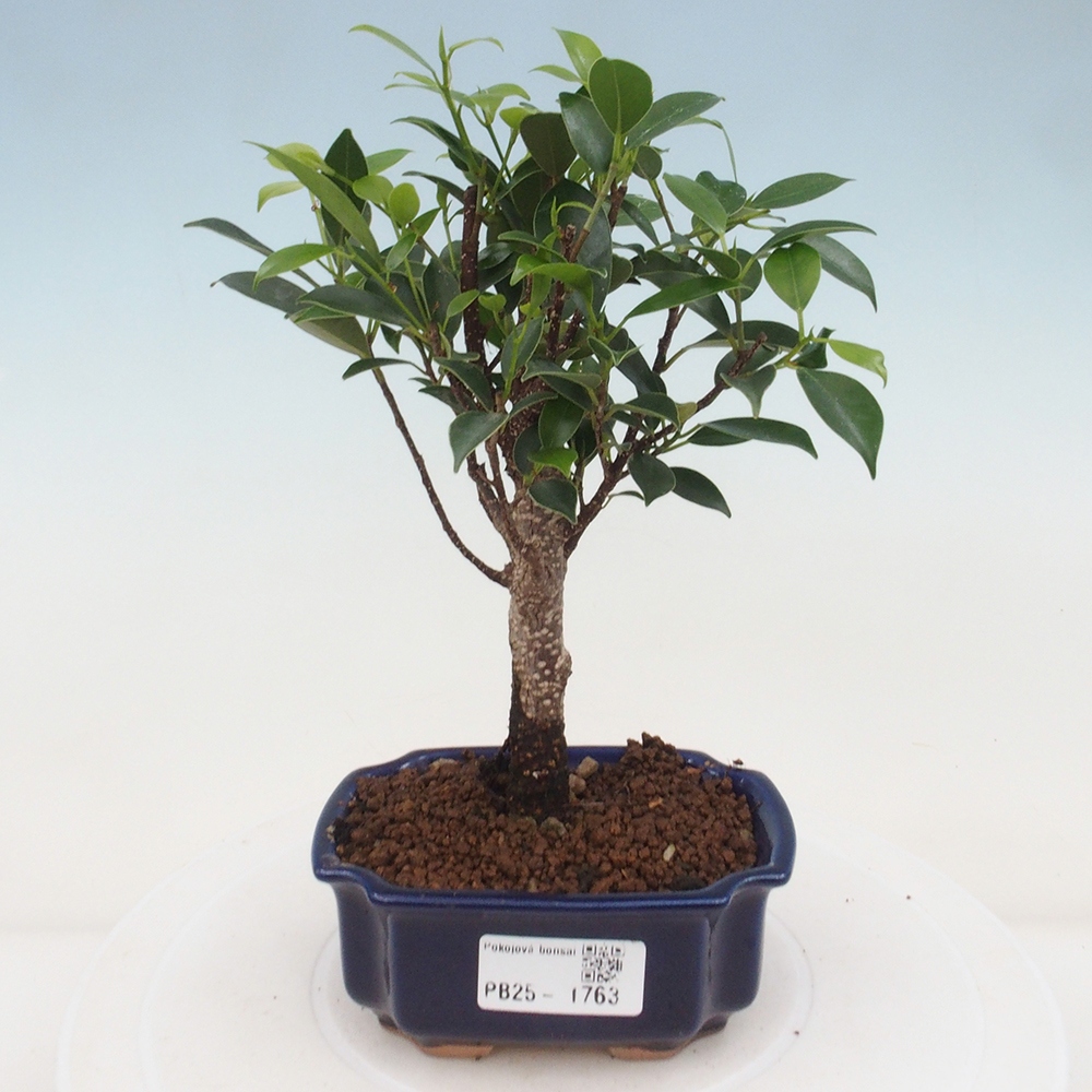 Zimmerbonsai - Kleinblättriger Ficus - Ficus kimmen