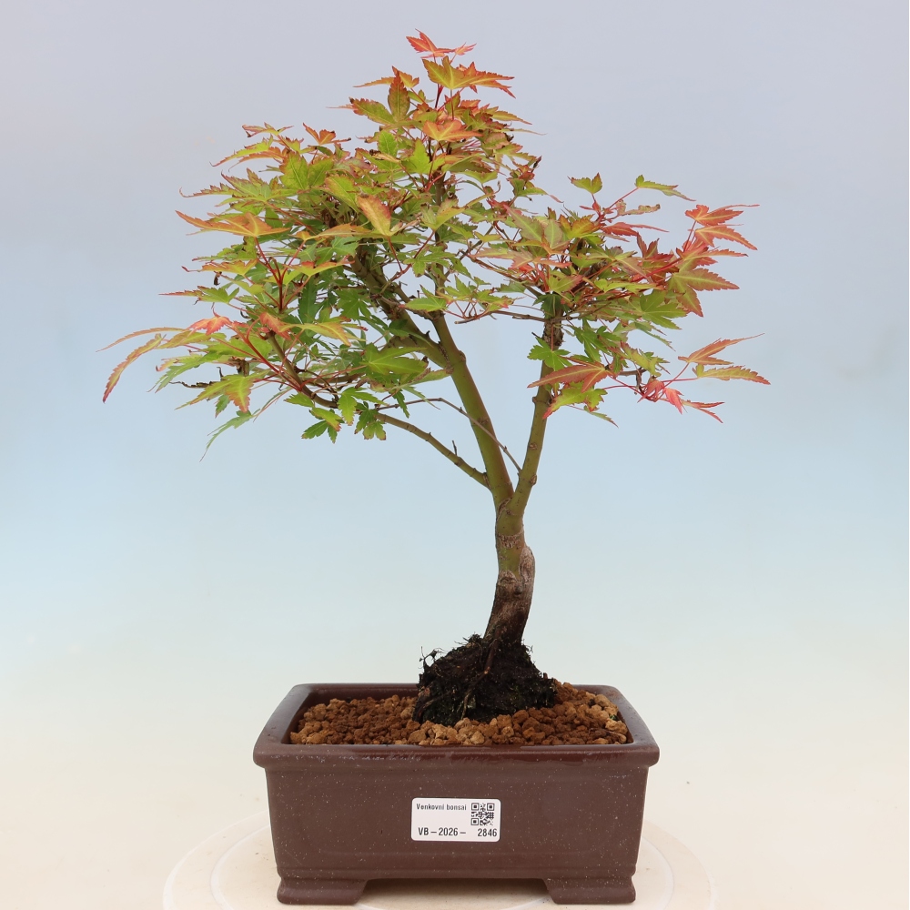 Spitzahorn - Acer palmatum Beni Tsukasa