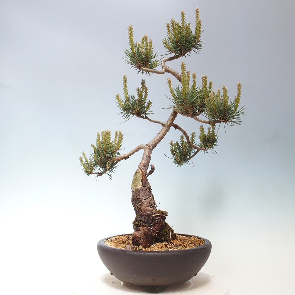 Bonsai im Freien - Pinus Sylvestris - Waldkiefer
