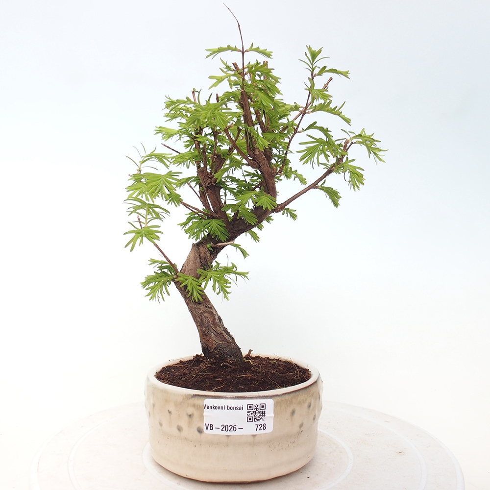 Bonsai für draußen - Metasequoia glyptostroboides - Chinesische Metasequoia