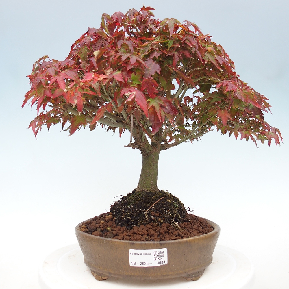Acer palmatum KIOHIME - Palmetto-Ahorn