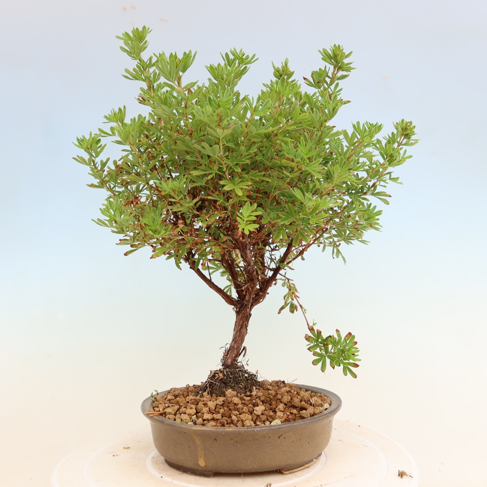 Bonsai für den Außenbereich – Strauch-Fingerkraut – Potentila fruticosa Bellissima