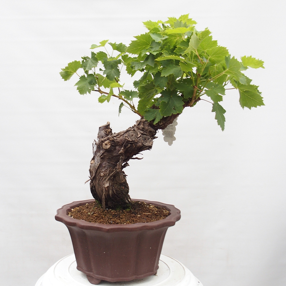 Bonsai im Freien - Vitis vinnifera MUSKAT ITALIA  - Weinrebe