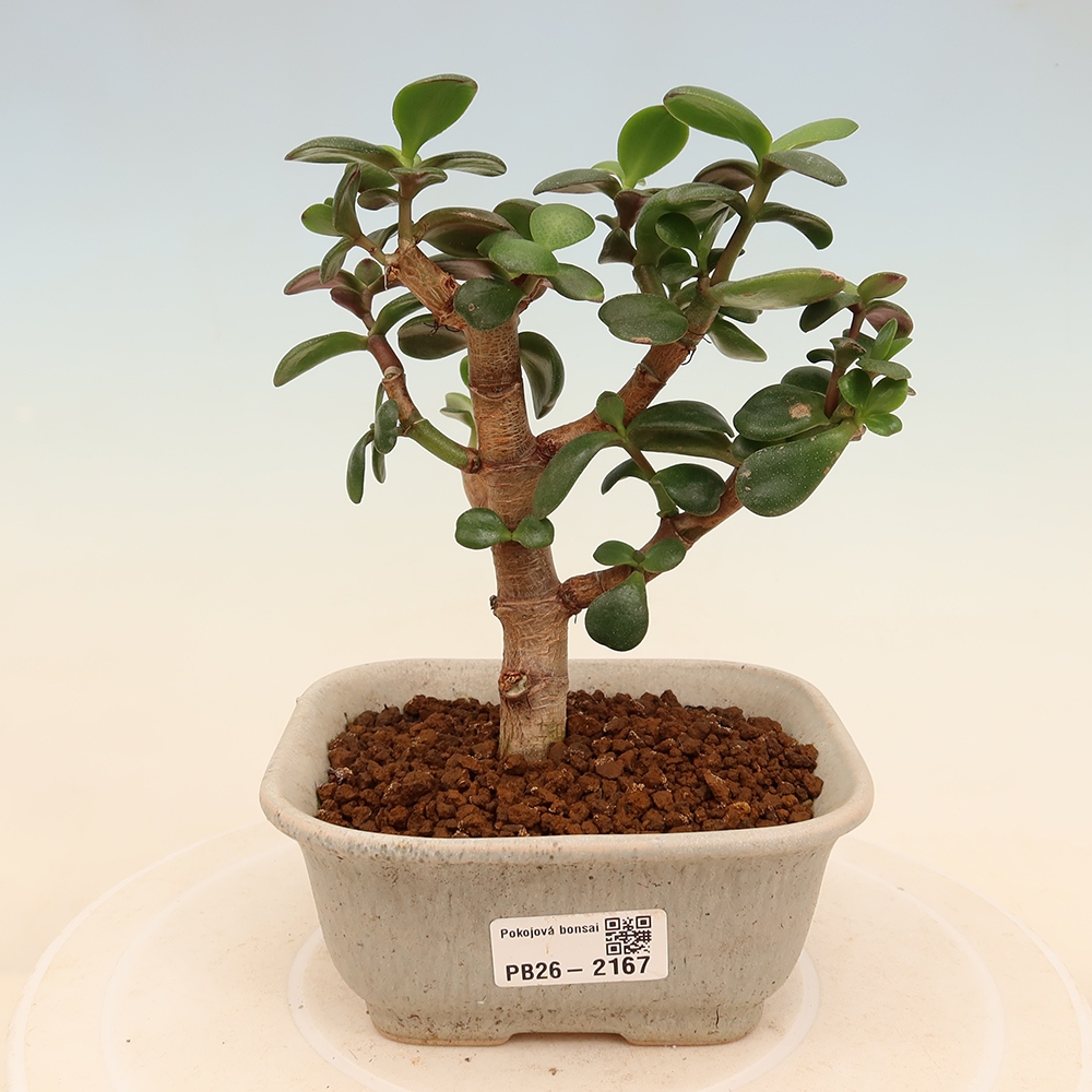 Zimmer Bonsai - Portulakaria Afra - Tlustice