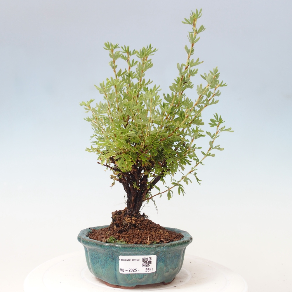 Outdoor-Bonsai-Fingerkraut - Potentila fruticosa gelber Vogel