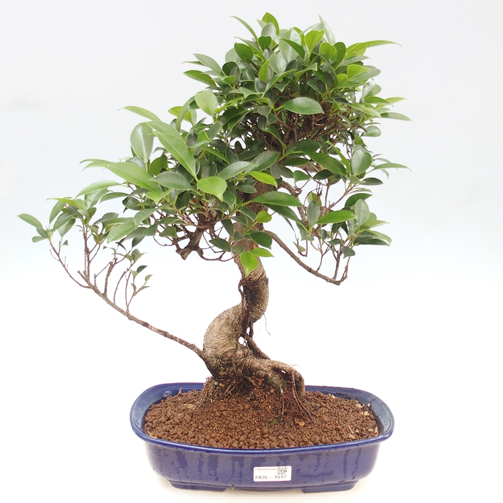 Zimmerbonsai - Ficus kimmen - Kleinblättriger Ficus