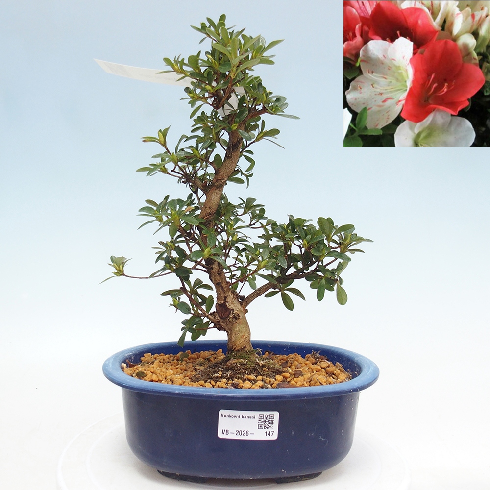 Bonsai für draußen - Japanische Azalee - Azalee Asahi-no-izumi