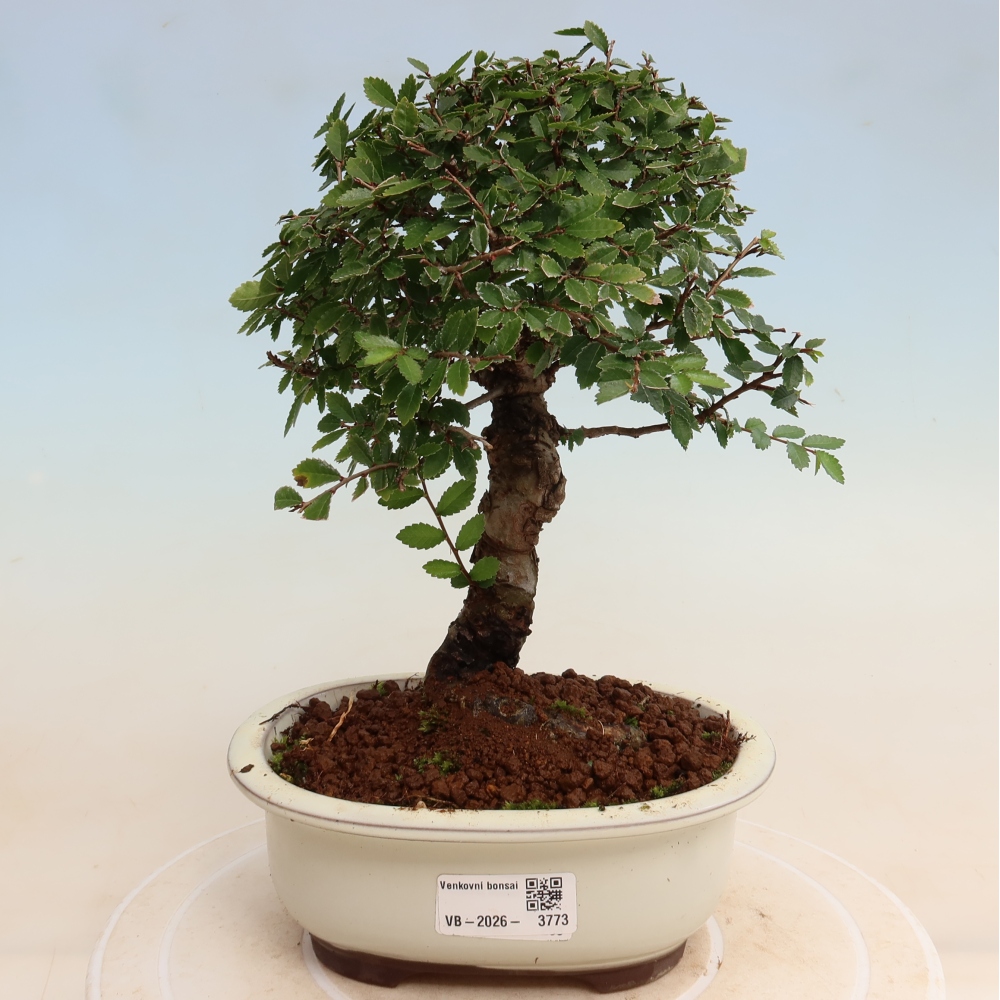 Bonsai für draußen - Zelkova - Zelkova NIRE