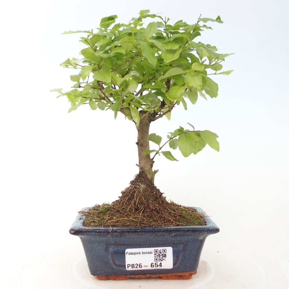 Zimmer Bonsai -Ligustrum chinensis - Vogelschnabel
