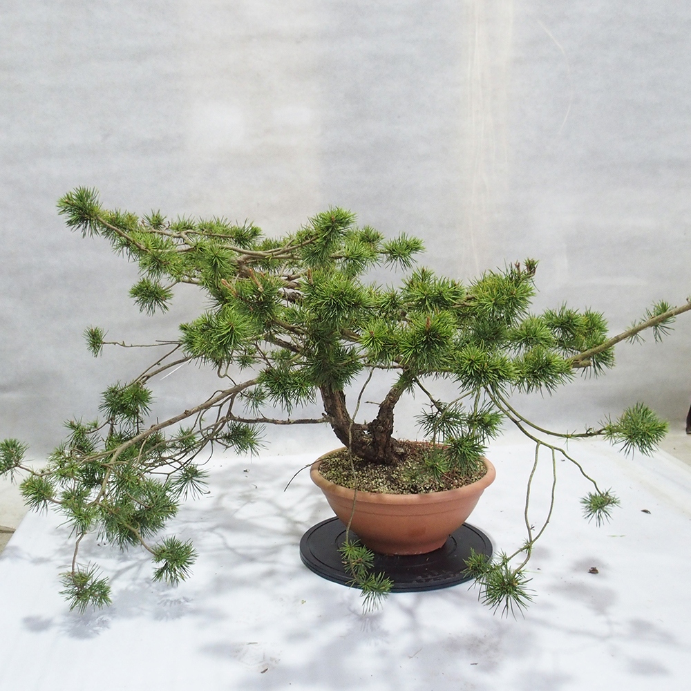 Yamadori - Pinus sylvestris 