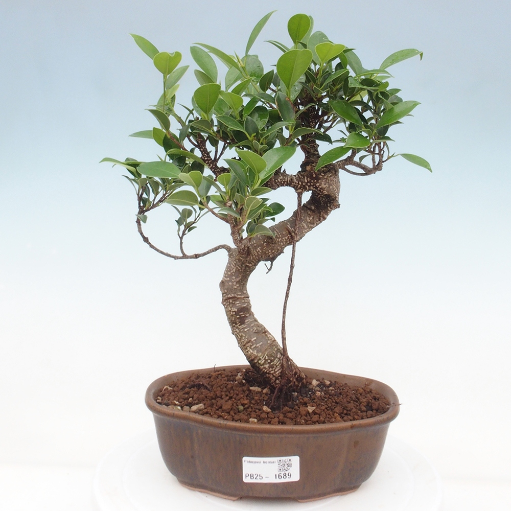 Indoor-Bonsai - Ficus retusa - kleiner Ficus