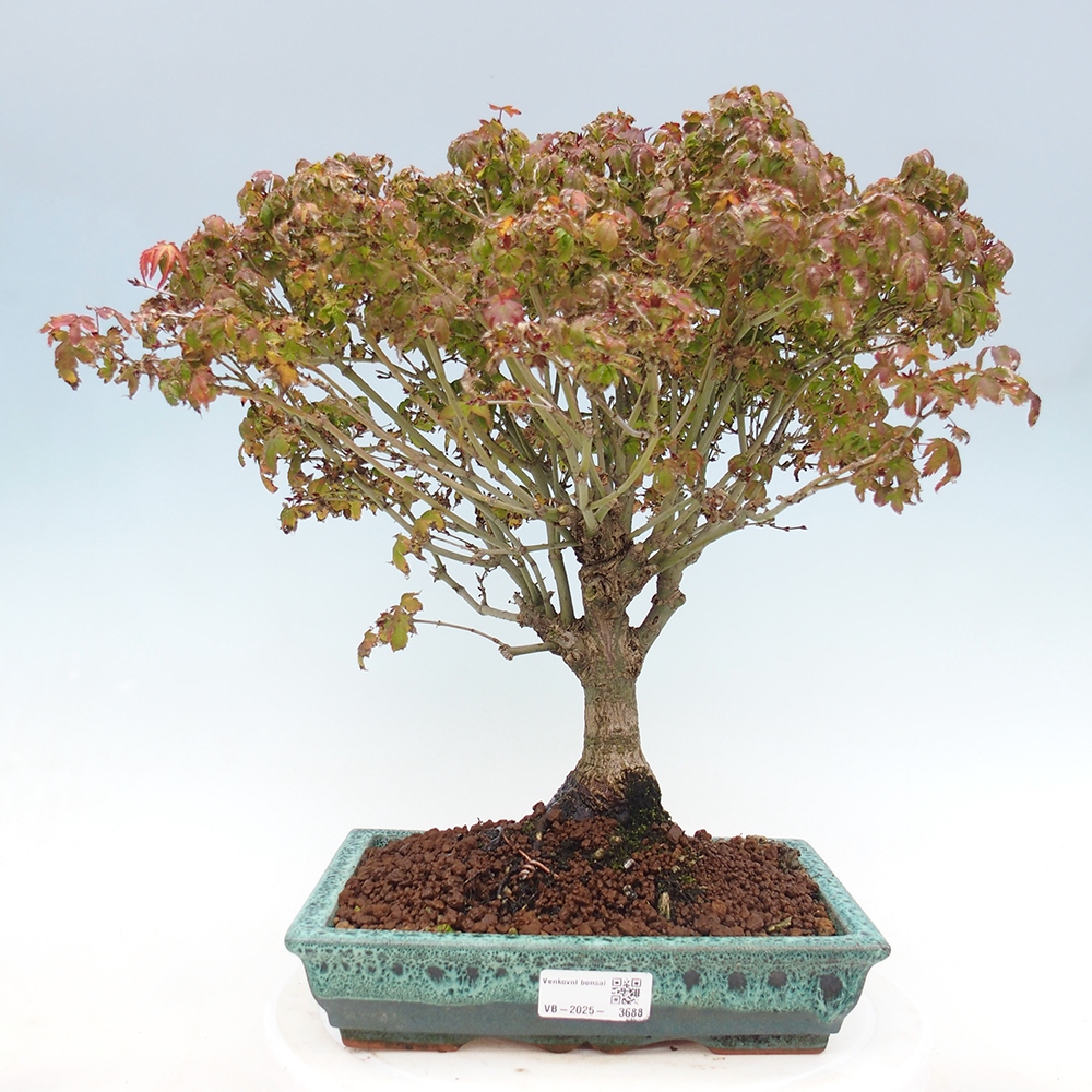 Acer palmatum KIOHIME - Palmetto-Ahorn
