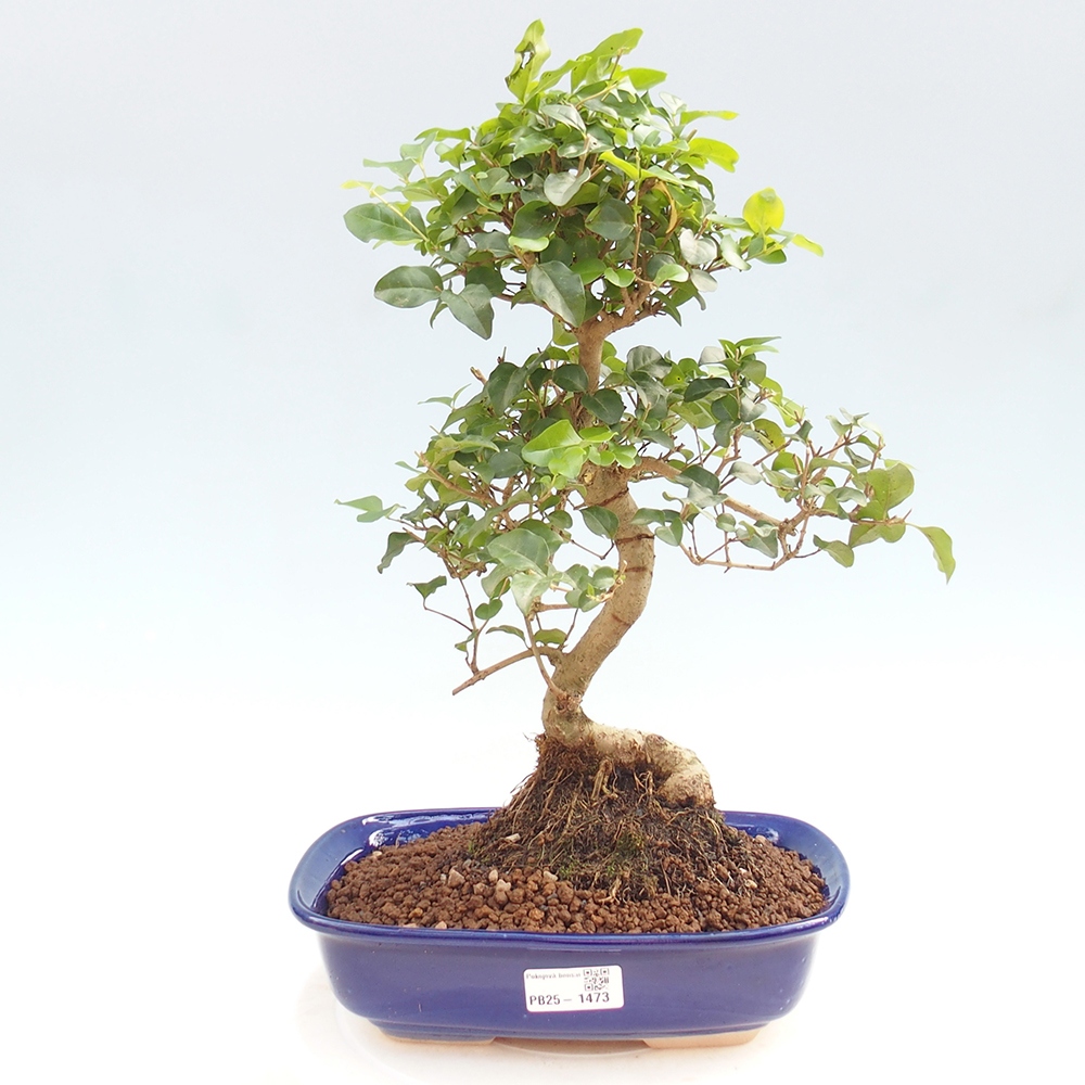 Zimmerbonsai -Ligustrum chinensis - Liguster