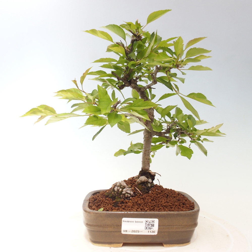 Outdoor-Bonsai - Prunus spinosa - Schwarzdorn