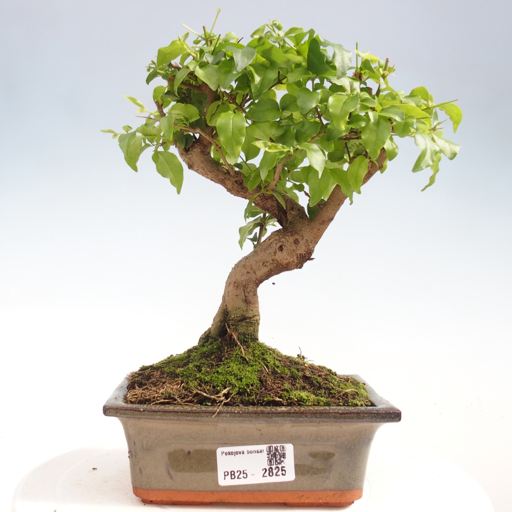 Zimmerbonsai - Ligustrum chinensis - Vogelperspektive