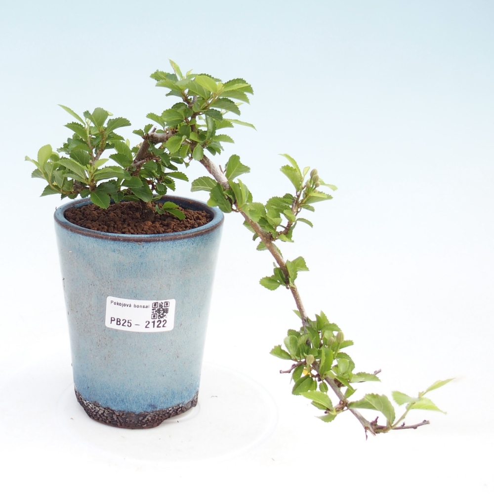 Zimmerbonsai - Grewia occidentalis - Lavendelstern