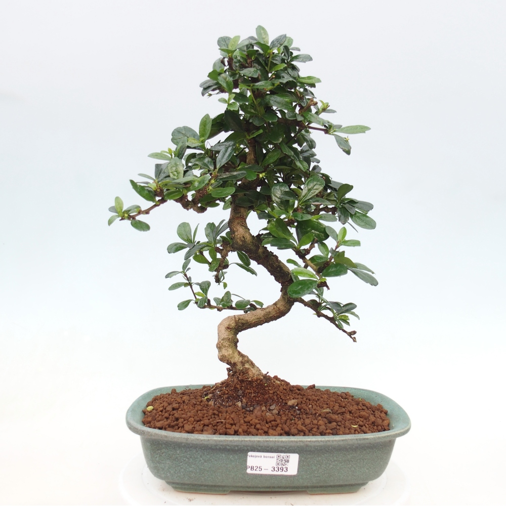 Zimmer-Bonsai - Carmona macrophylla - Tee-Fuki