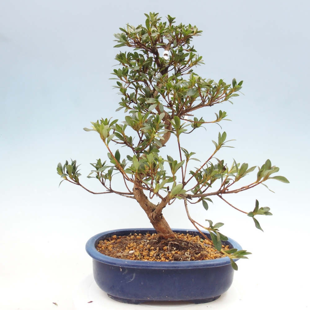 Bonsai für draußen - Japanische Azalee - Azalee Senhime