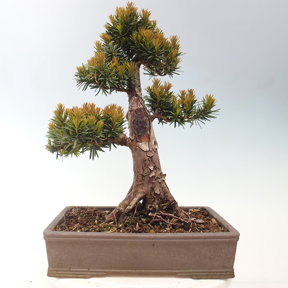 Bonsai im Freien - Taxus cuspidata - Japanische Eibe