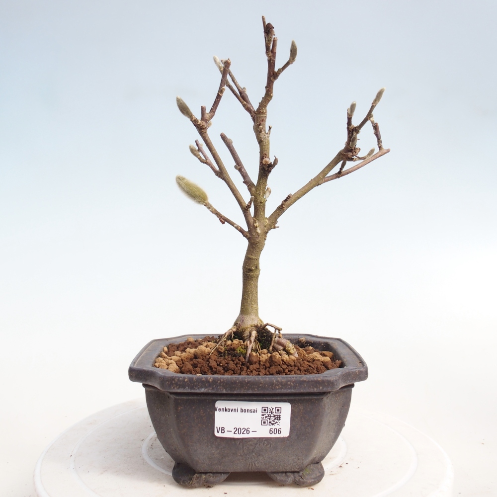 Bonsai für draußen - Magnolia stellata