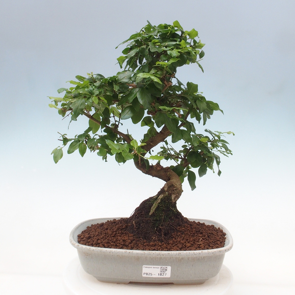 Zimmerbonsai -Ligustrum chinensis - Liguster