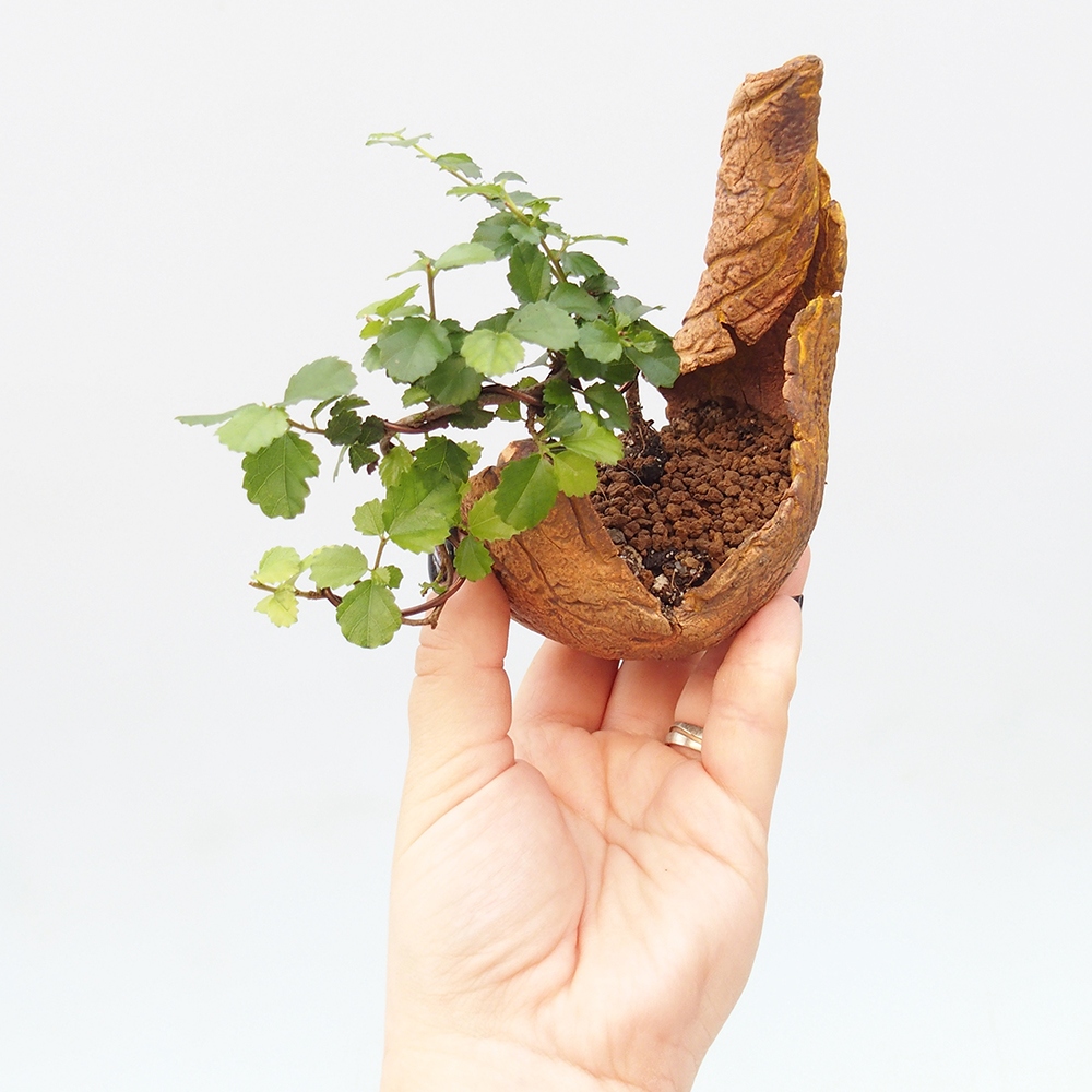 Zimmerbonsai - Grewia sp. - Grewia malafolia