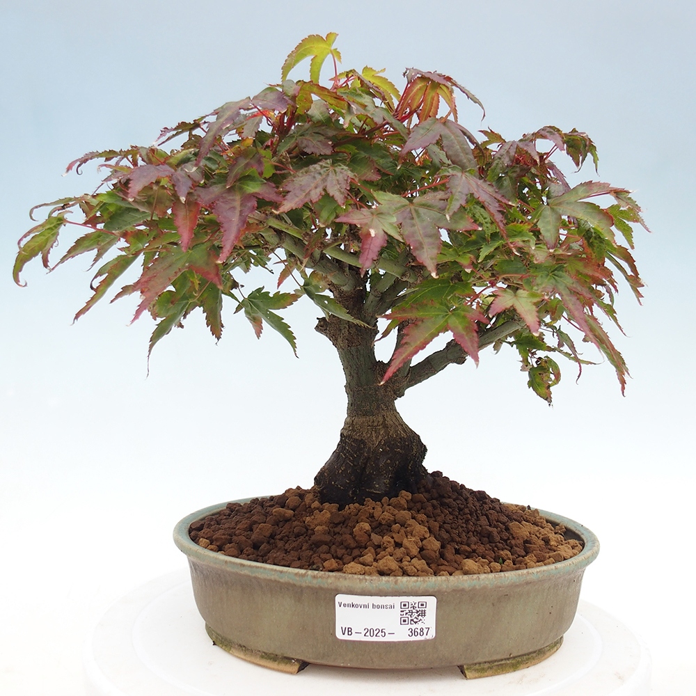 Acer palmatum KIOHIME - Palmetto-Ahorn