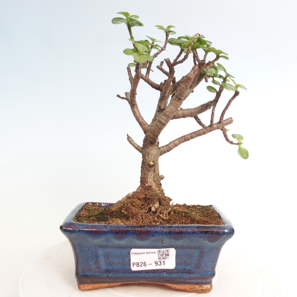 Zimmer Bonsai - Portulakaria Afra - Tlustice