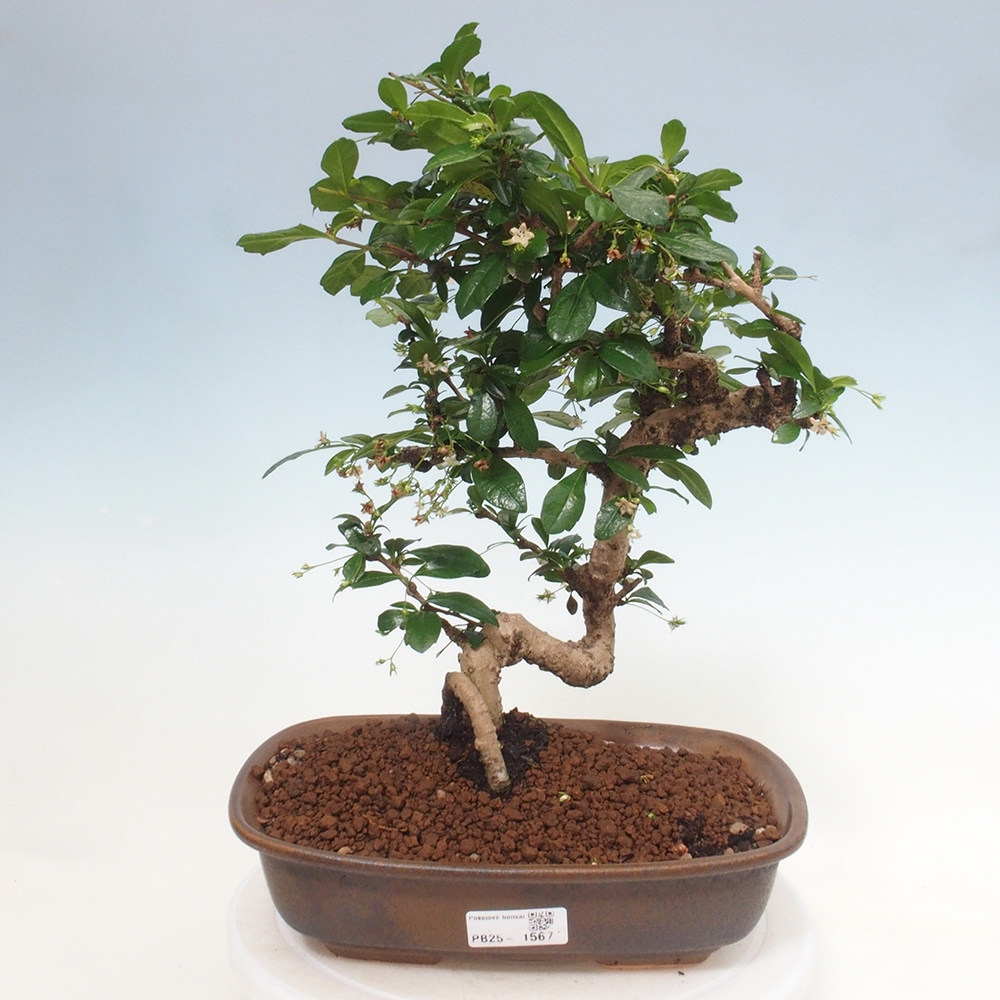 Zimmer Bonsai - Carmona macrophylla - Tea Fuki