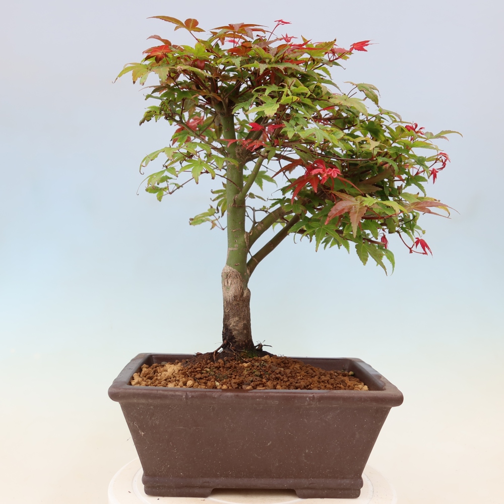 Spitzahorn - Acer palmatum Beni Tsukasa