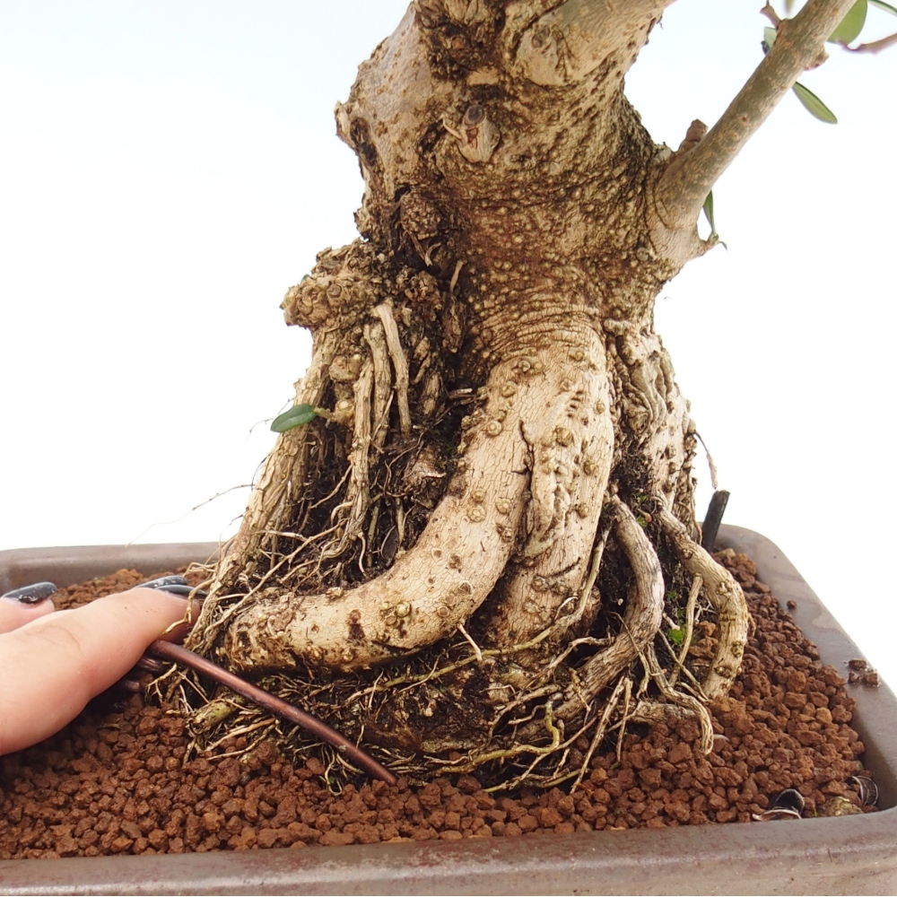 Indoor-Bonsai - Olea europaea sylvestris - Europäisches kleinblättriges Olivenöl