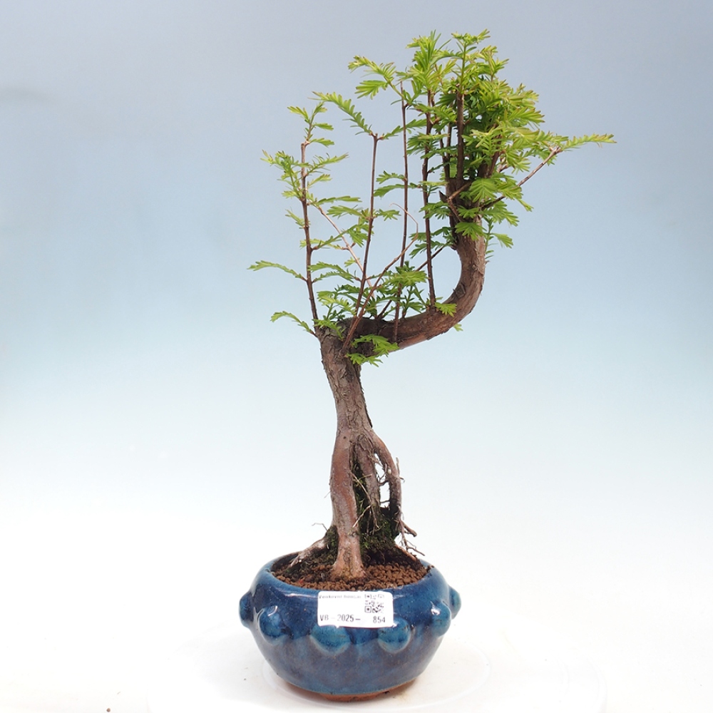 Bonsai im Freien - Metasequoia glyptostroboides - Chinesischer Metasequoia