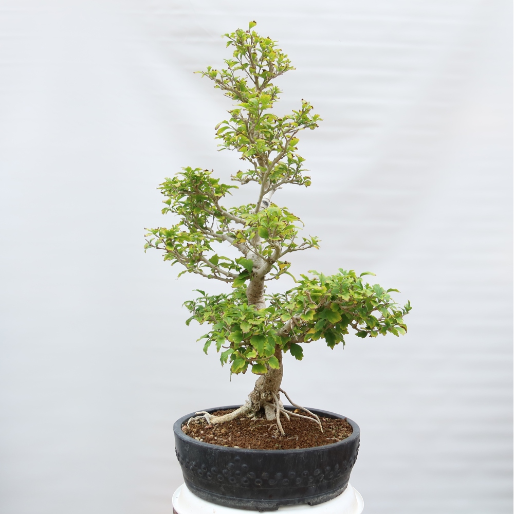 Bonsai für den Außenbereich – Hibiscus syriacus – Syrischer Hibiskus