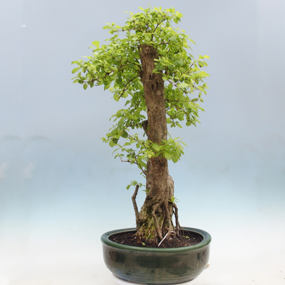 Zimmerbonsai - Duranta erecta Aurea - NUR PERSÖNLICHE ABHOLUNG oder Palettentransport